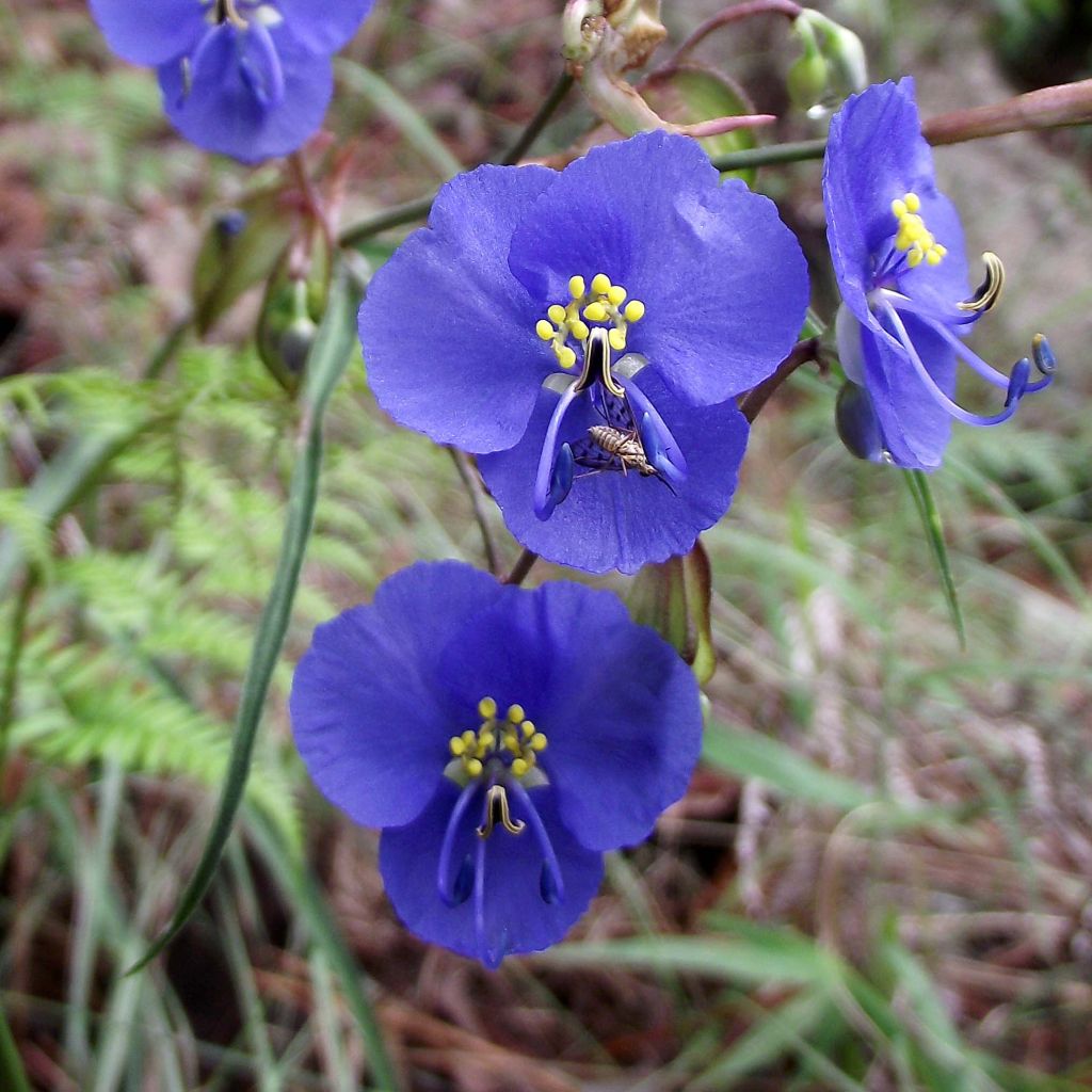 Commelina coelestis