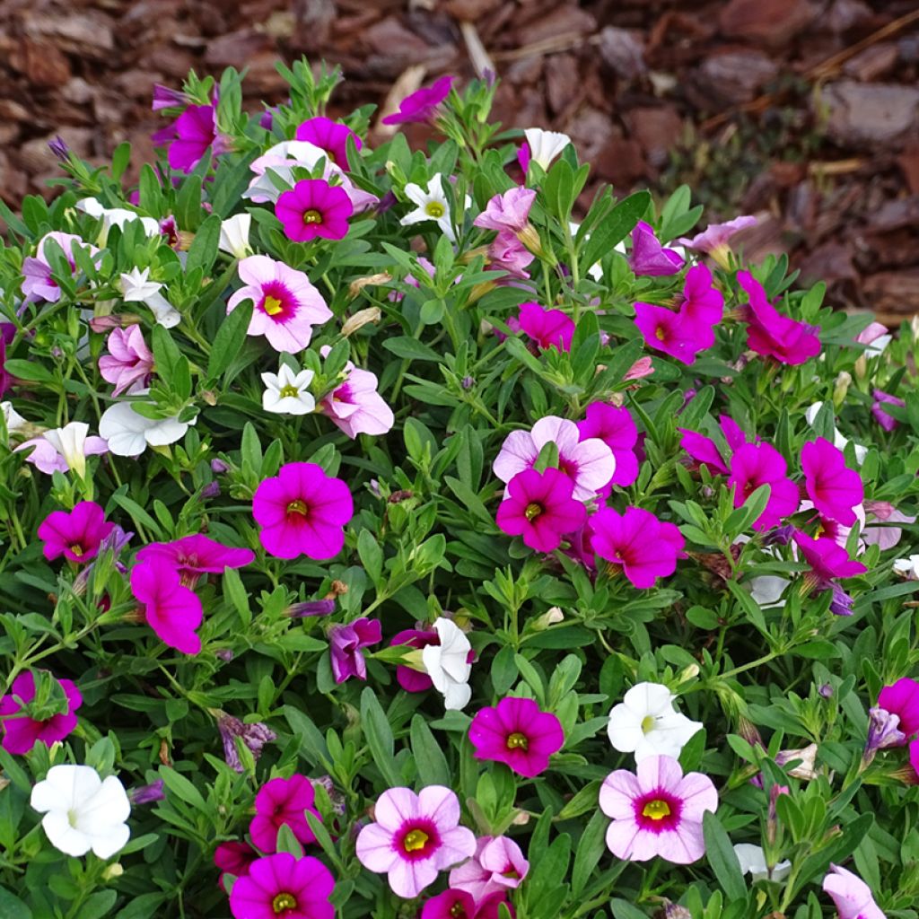 Cabaret Pink Paradise Eyes Composition - Composition of 3 Calibrachoa