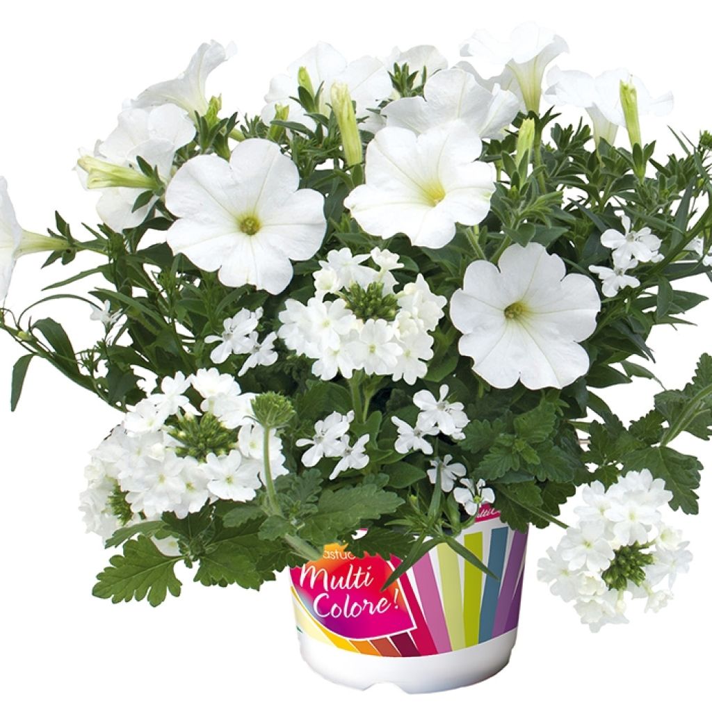 Composition White Pearl - Composition de 3 plantes