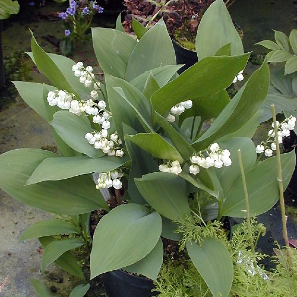 Muguet Géant de Fortin - Convallaria majalis Fortin's Giant