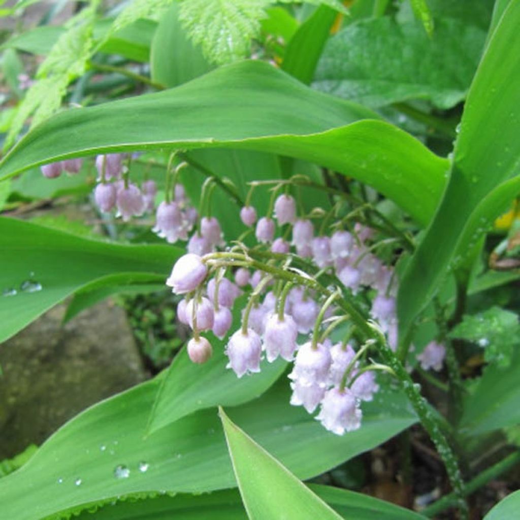 Muguet Rose - Convallaria majalis Rosea