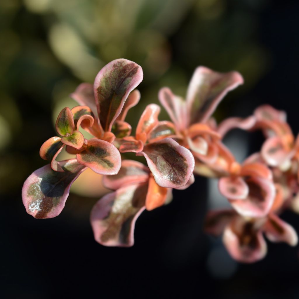 Coprosma Evening Glow