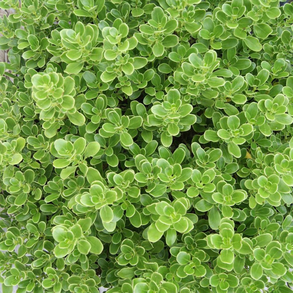 Coprosma Mini Mac - Plante miroir