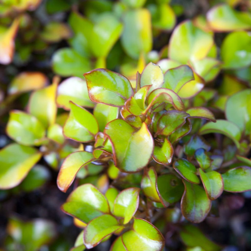 Coprosma Pina colada®  - Plante miroir