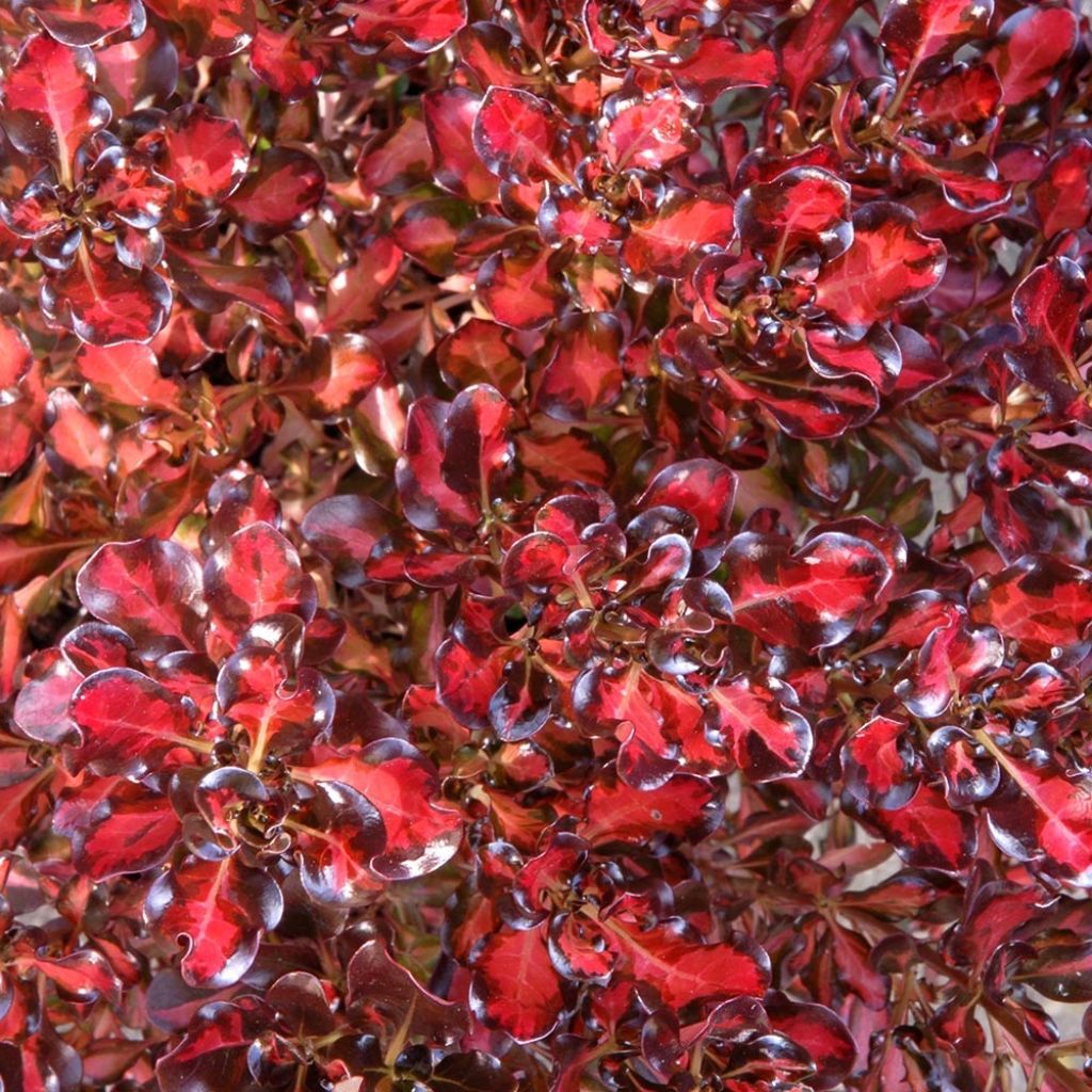 Coprosma Pacific Sunset