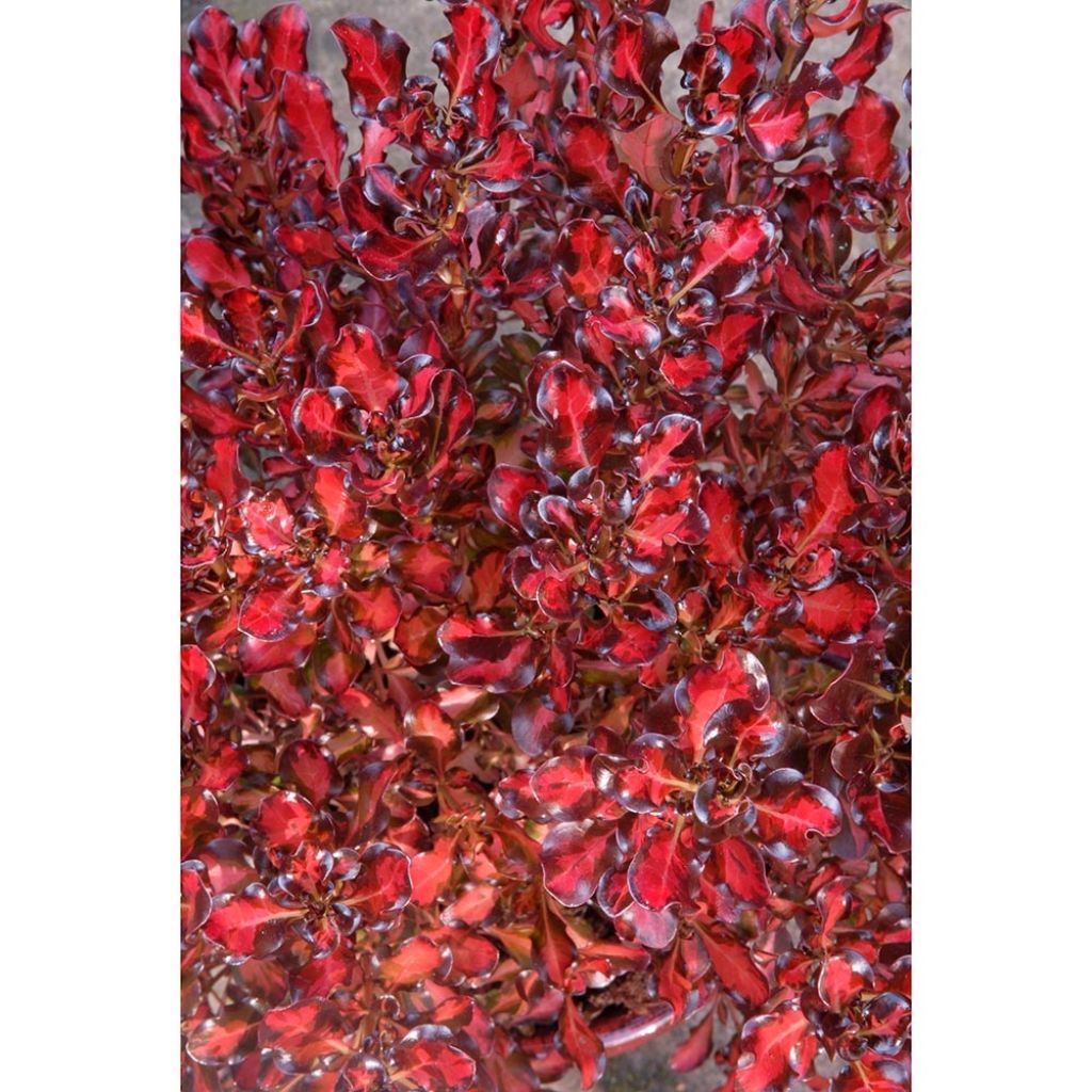 Coprosma Pacific Sunset