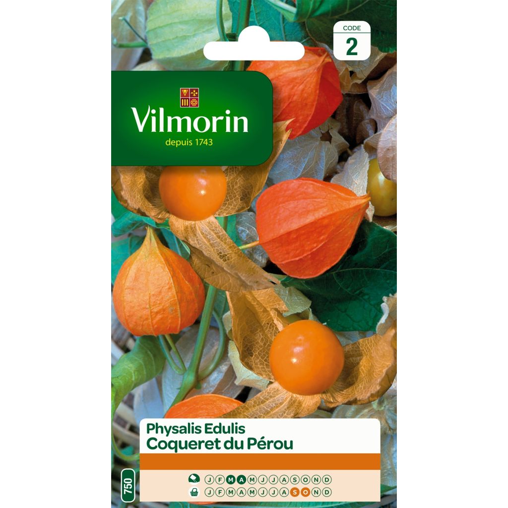 Coqueret du Pérou - Physalis edulis - Vilmorin