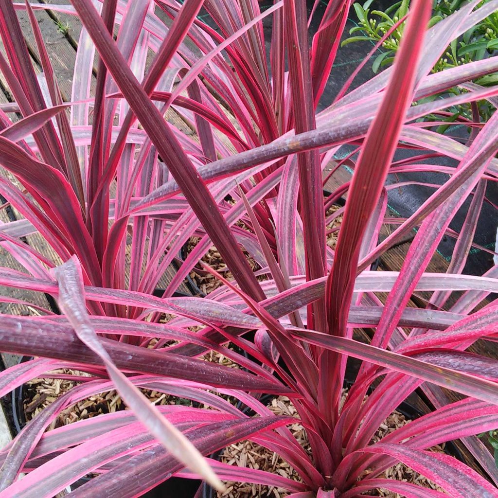 Cordyline australis Pink passion - Cabbage Tree