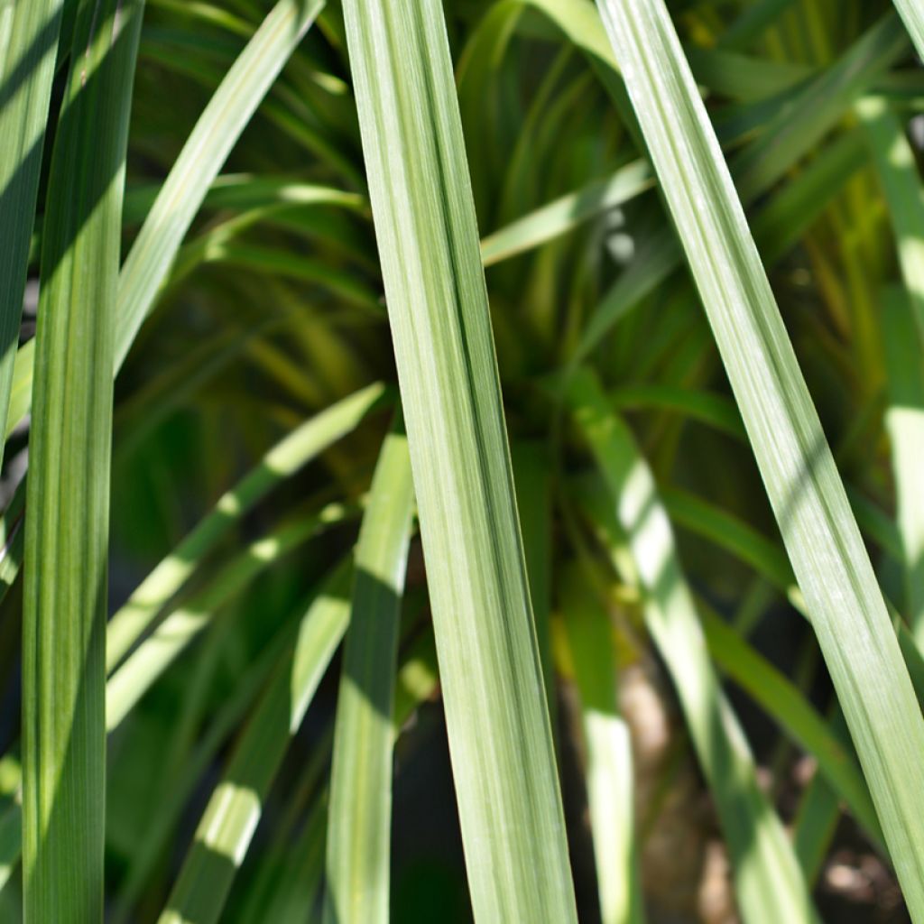 Cordyline indivisa - Mountain Cabbage Tree