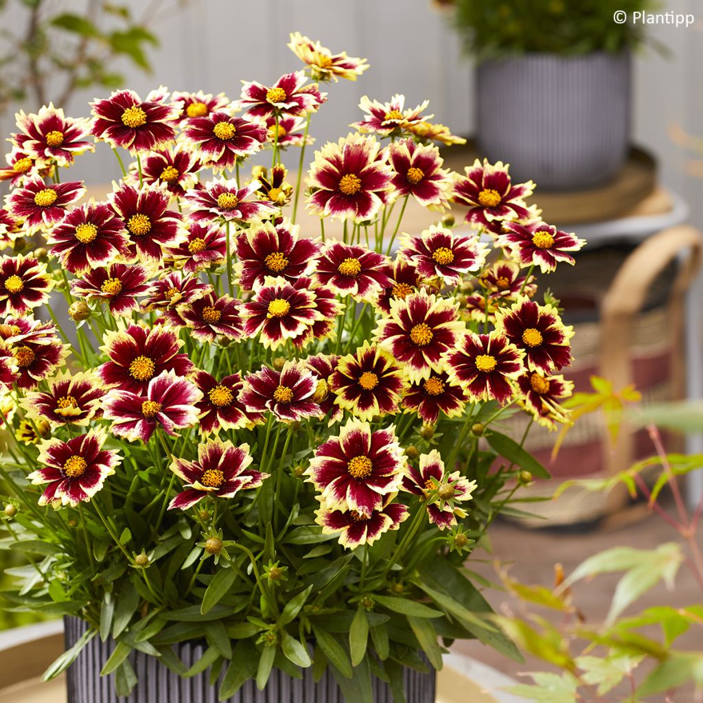 Coreopsis grandiflora Solar Fancy - Large-flowered tickseed