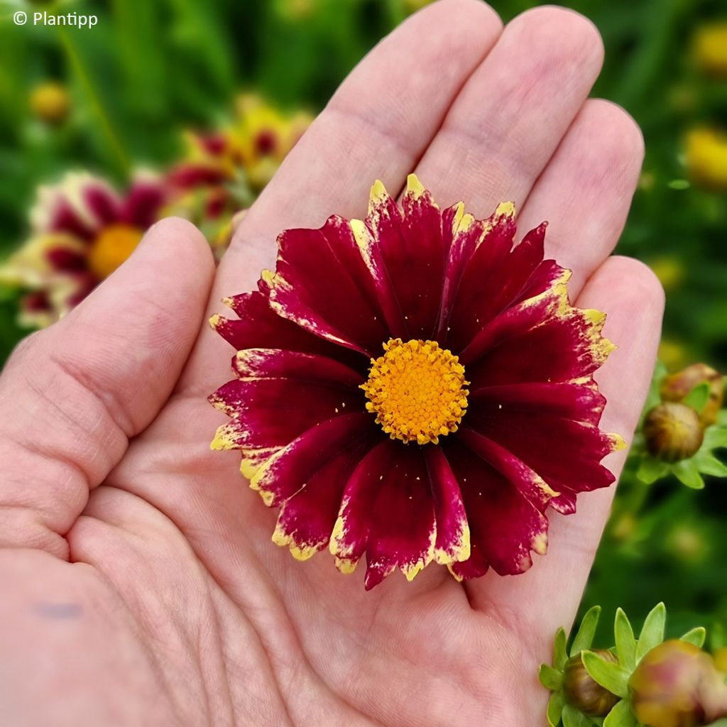 Coreopsis grandiflora Solar Fancy - Large-flowered tickseed