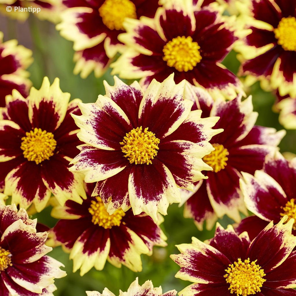 Coreopsis grandiflora Solar Fancy - Large-flowered tickseed