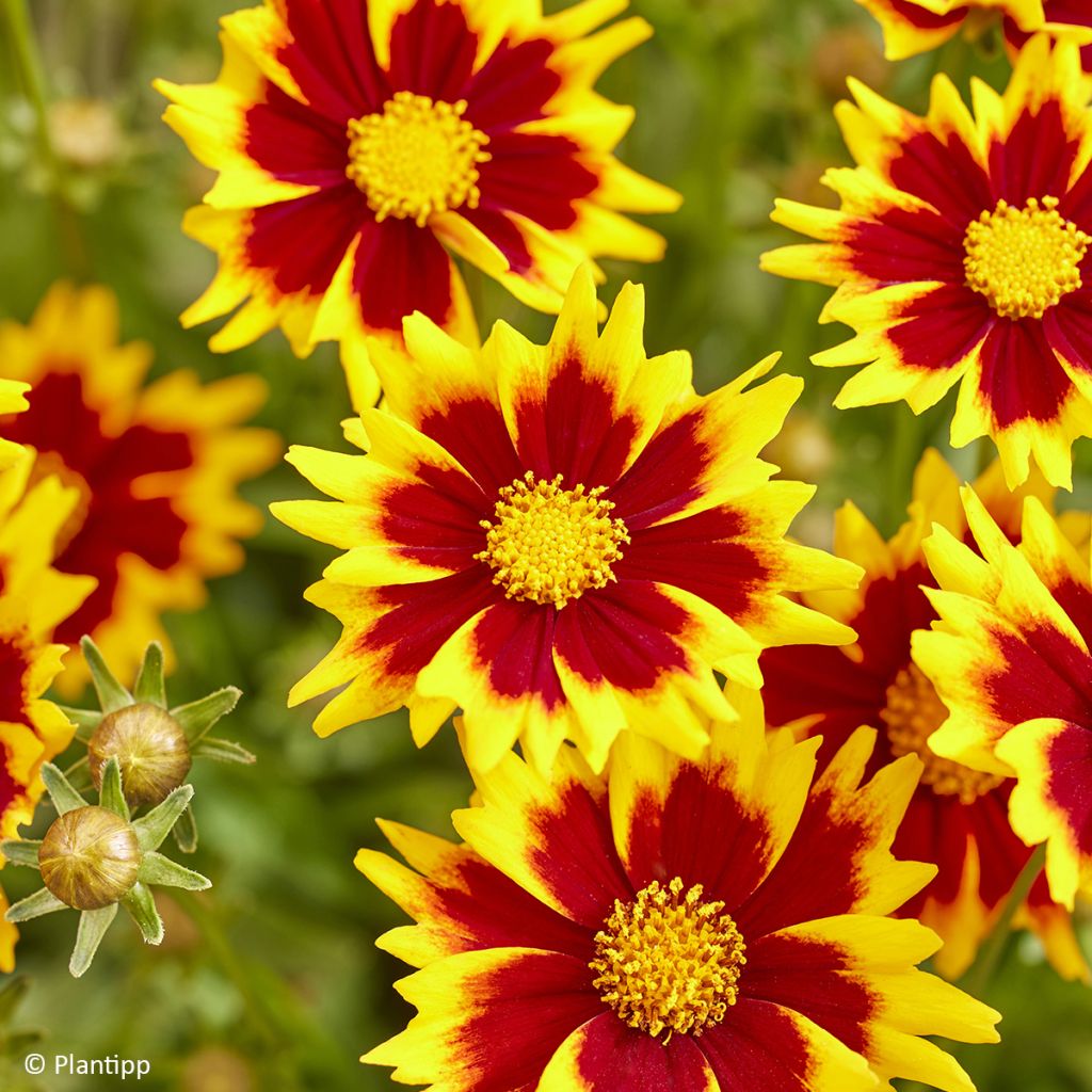 Coreopsis grandiflora Solar Jewel - Large-flowered tickseed