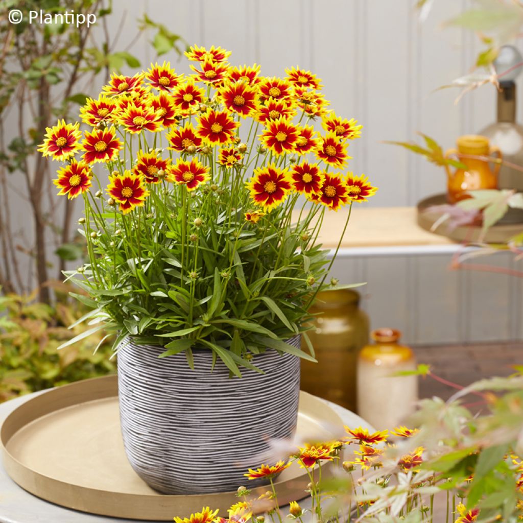 Coreopsis grandiflora Solar Jewel - Large-flowered tickseed