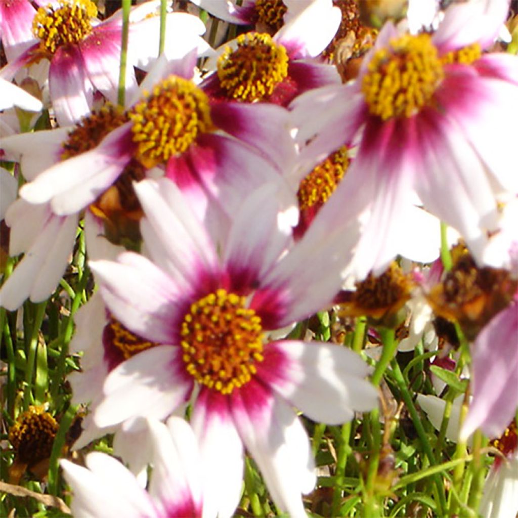 Coreopsis rosea Sweet Dreams - Coréopsis à fleurs blanc-crème et rouge framboise foncé