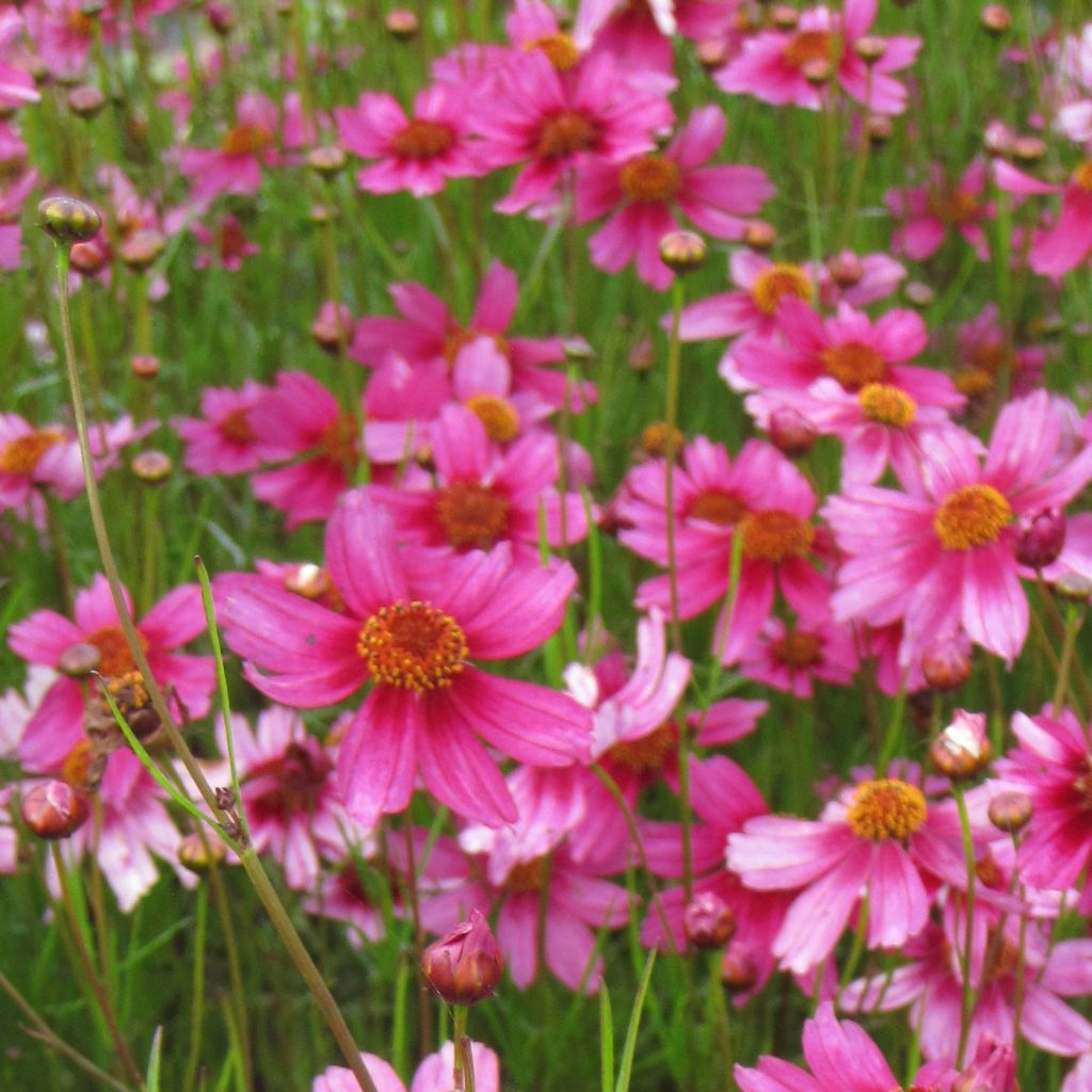 Coreopsis rosea Heavens Gate