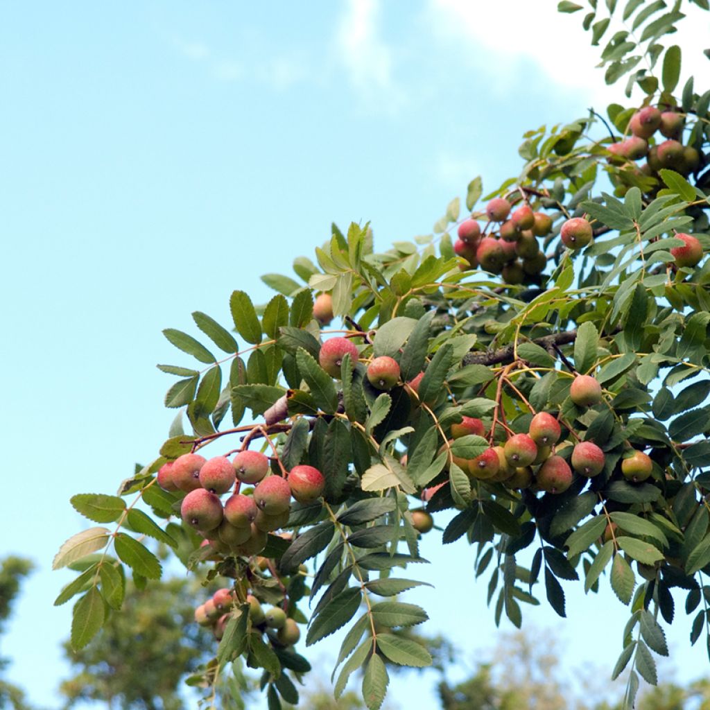 Sorbus domestica - Cormus