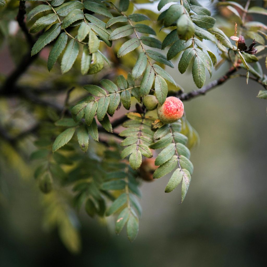 Sorbus domestica - Cormus
