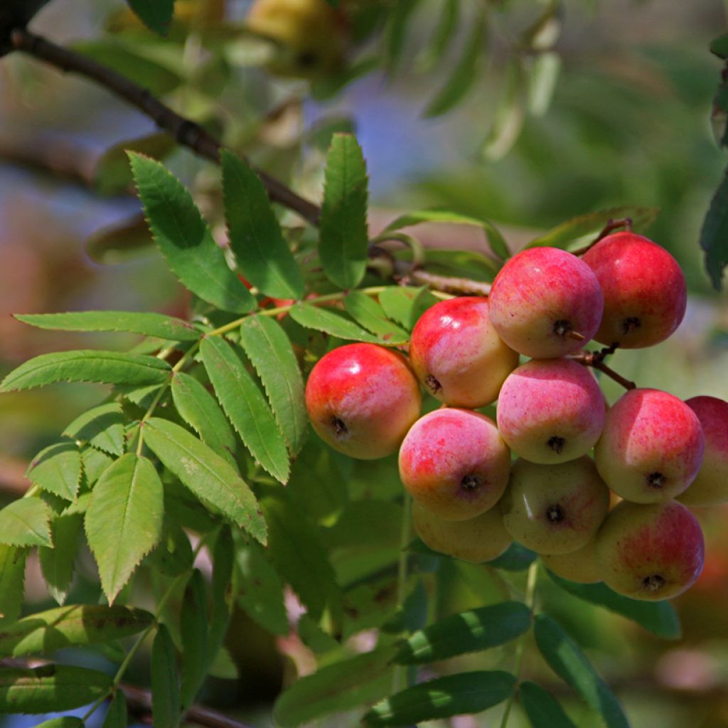 Sorbus domestica - Cormus