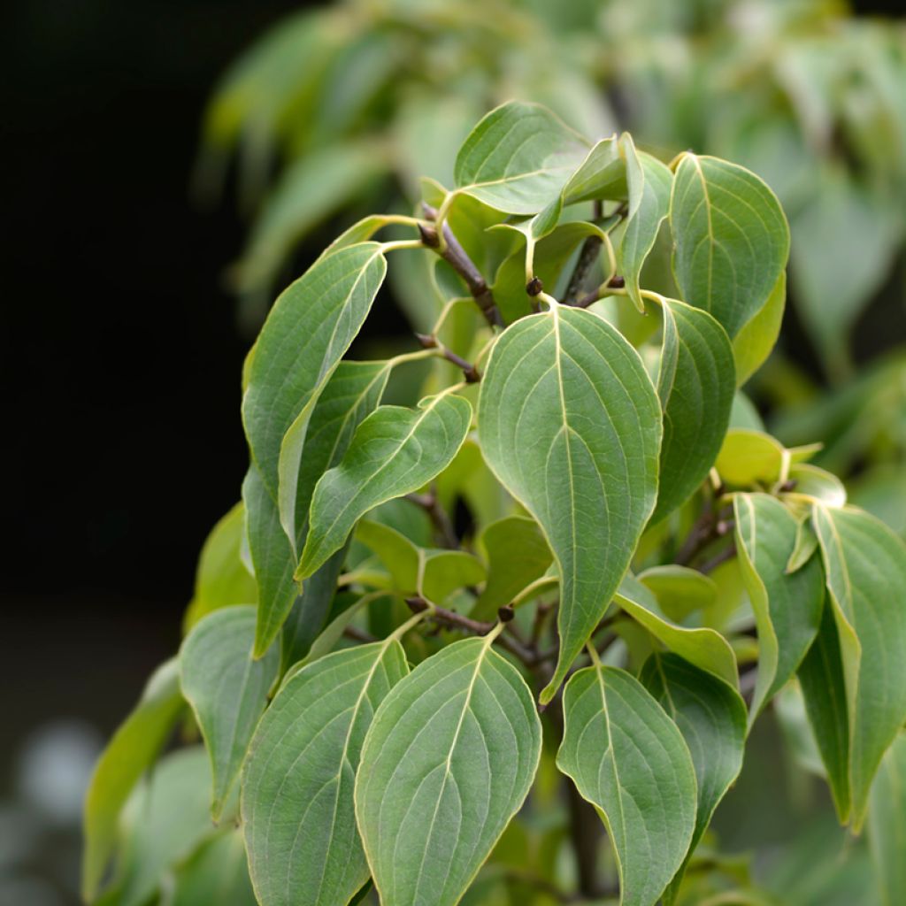 Cornus nuttalii Eddies White Wonder - Flowering Dogwood