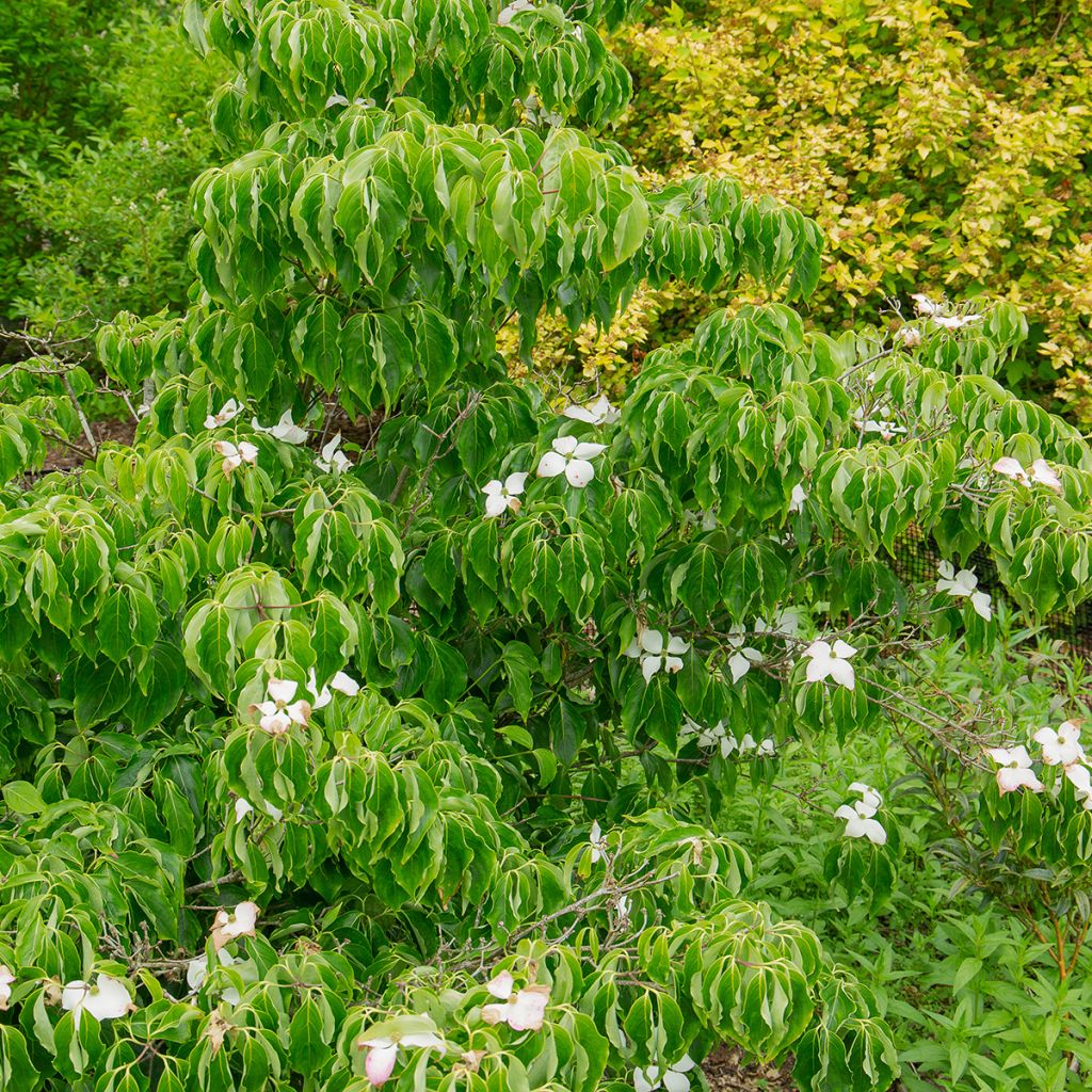 Cornus kousa Milky Way - Flowering Dogwood