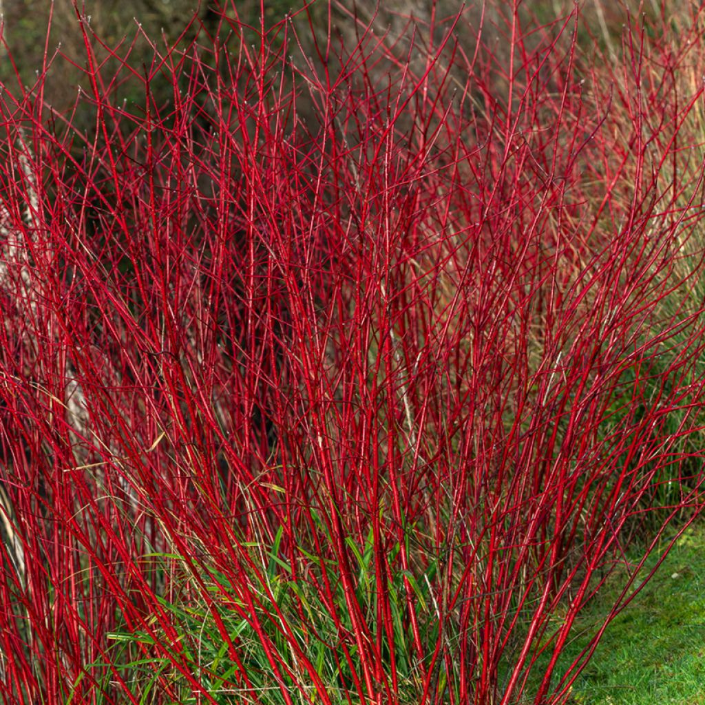 Cornus alba Sibirica - White Dogwood
