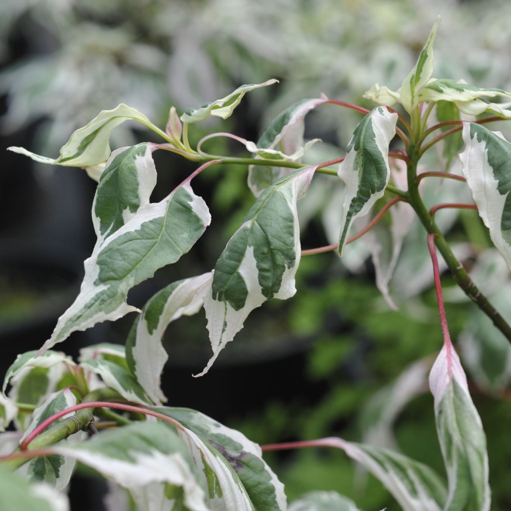Cornus alternifolia Argentea - Cornouiller panaché à feuilles alternes