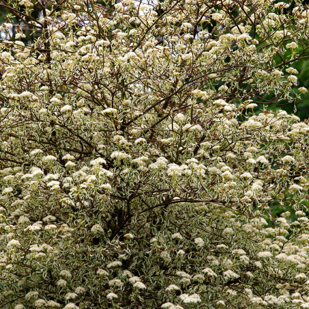Cornus alternifolia Argentea - Pagoda Dogwood
