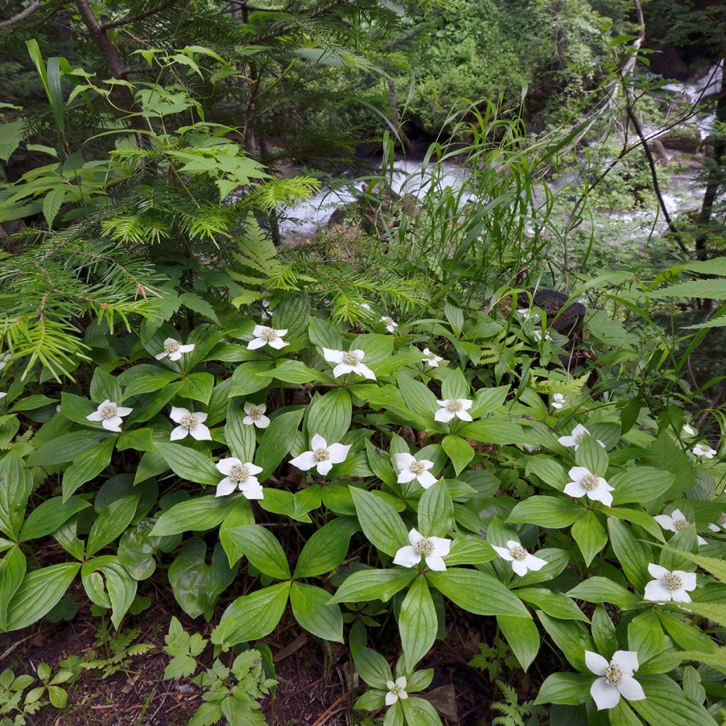Cornus canadensis - Flowering Dogwood