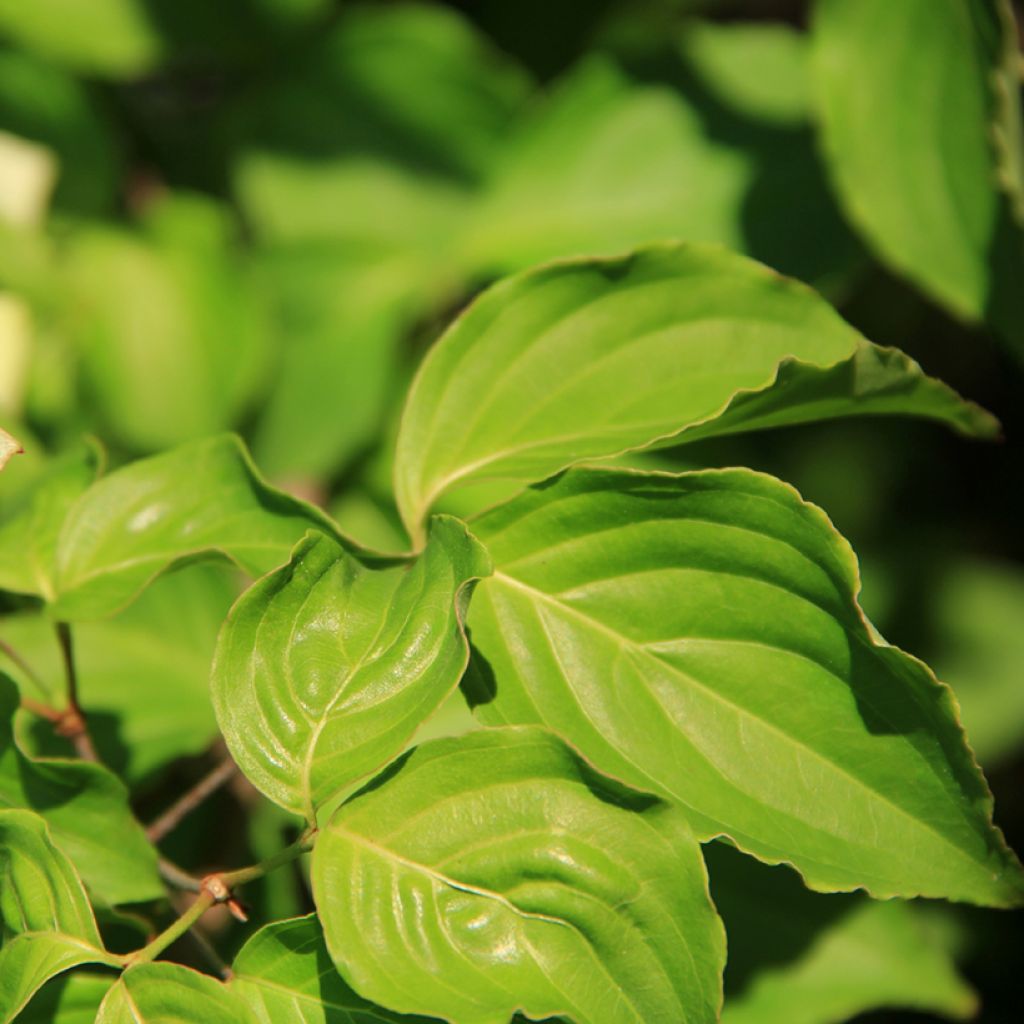 Cornus controversa Troja Dwarf - Giant Dogwood