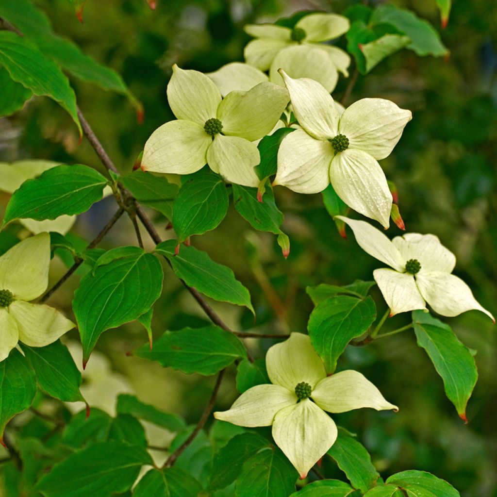 Cornus kousa China Girl - Flowering Dogwood