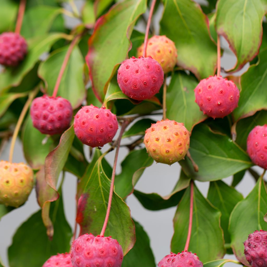 Cornus kousa China Girl - Flowering Dogwood