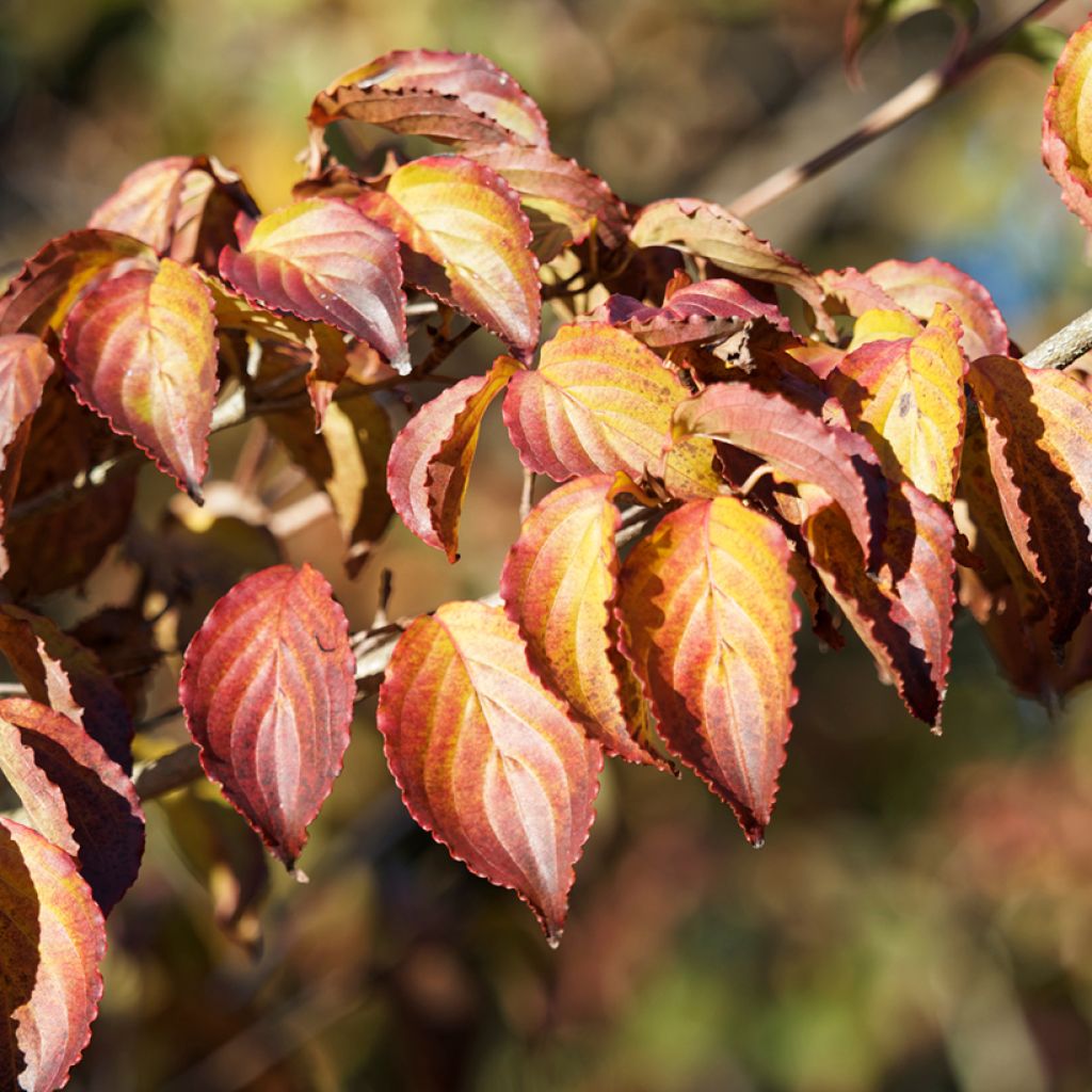 Cornus kousa China Girl - Flowering Dogwood