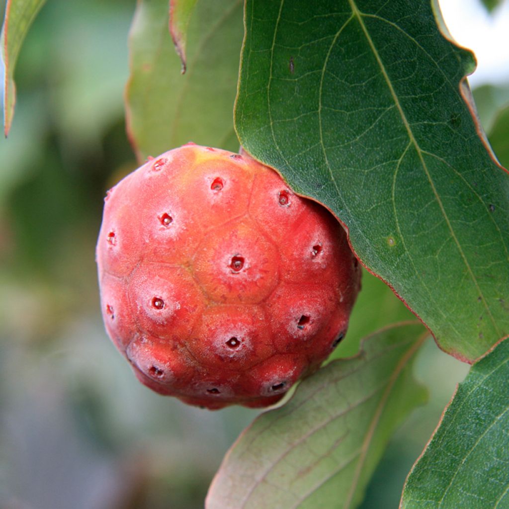 Cornus kousa China Girl - Flowering Dogwood