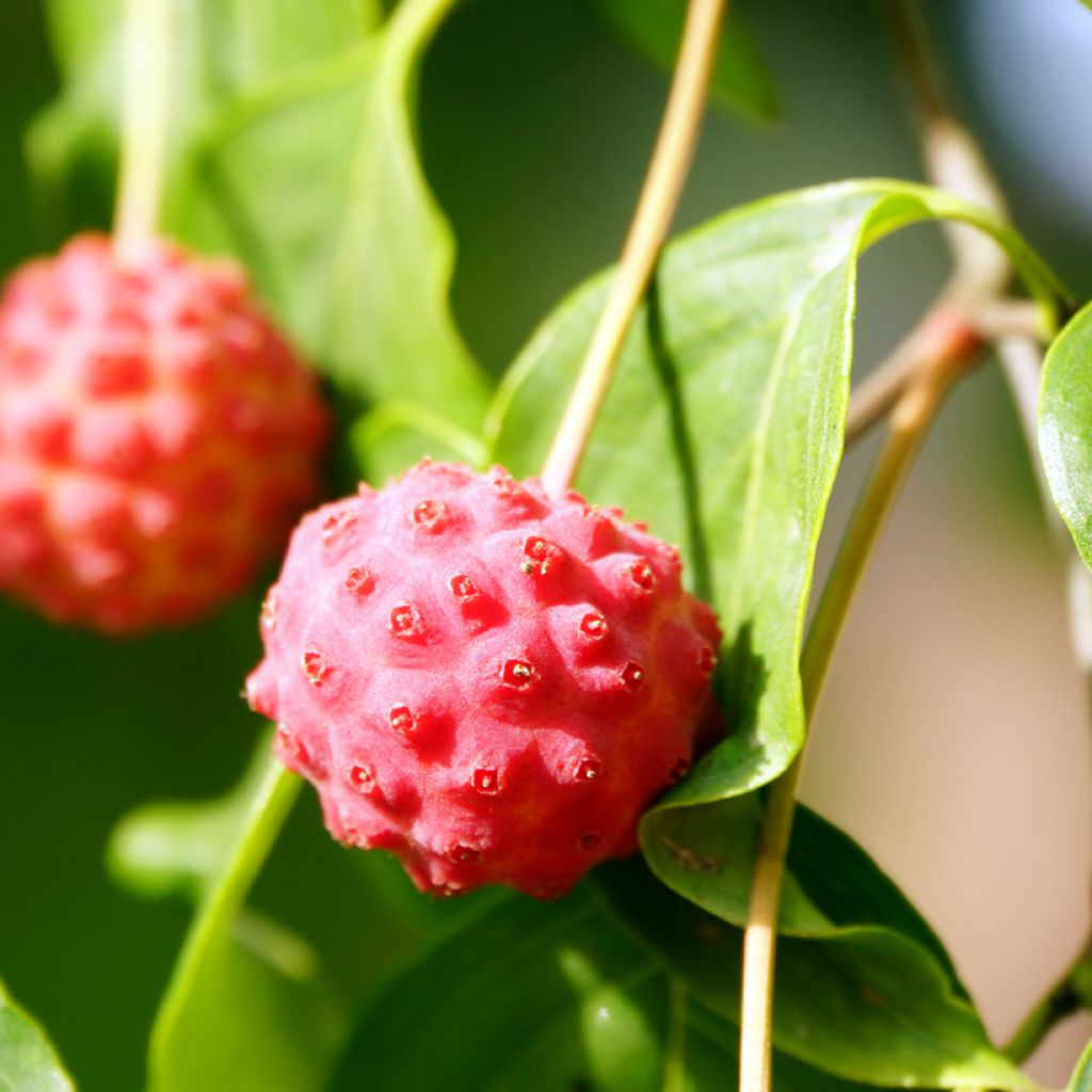 Cornus kousa - Flowering Dogwood