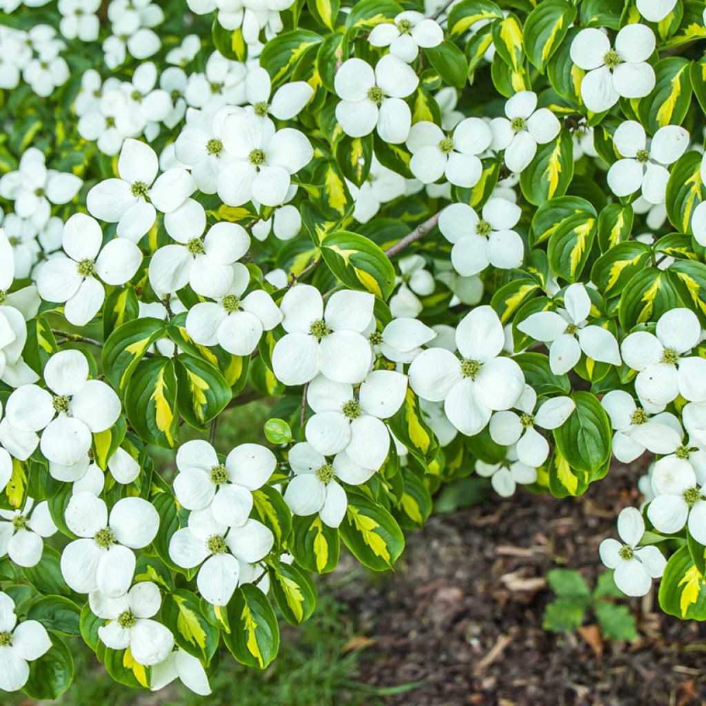 Cornus kousa Gold Star - Flowering Dogwood