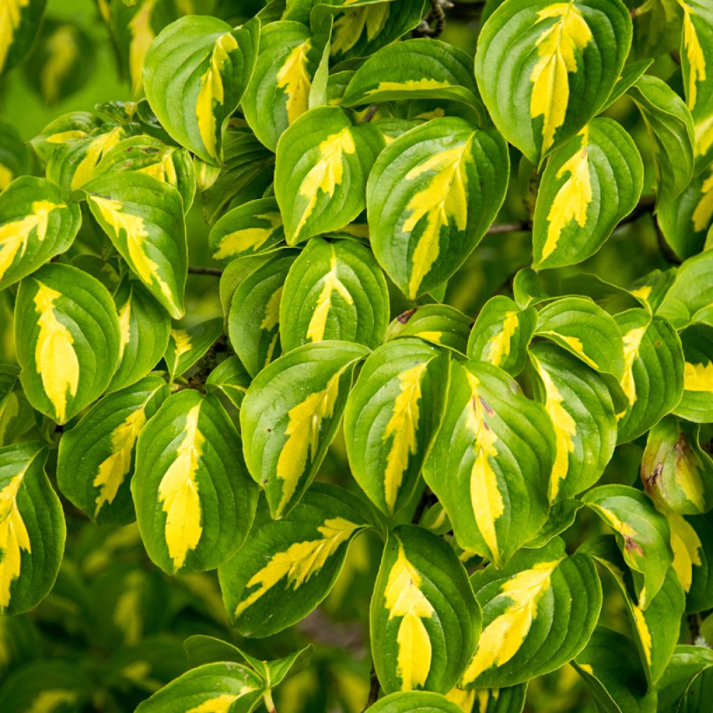 Cornus kousa Gold Star - Flowering Dogwood