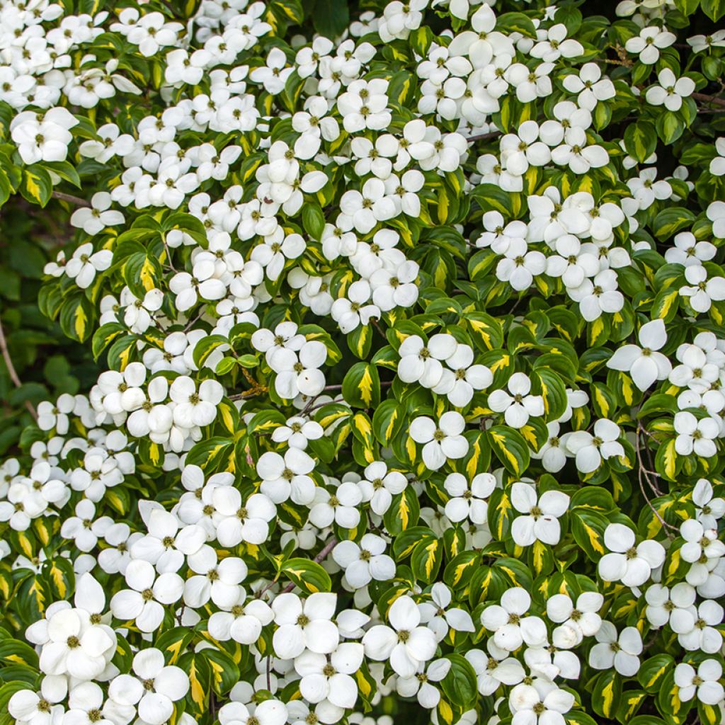 Cornus kousa Gold Star - Flowering Dogwood