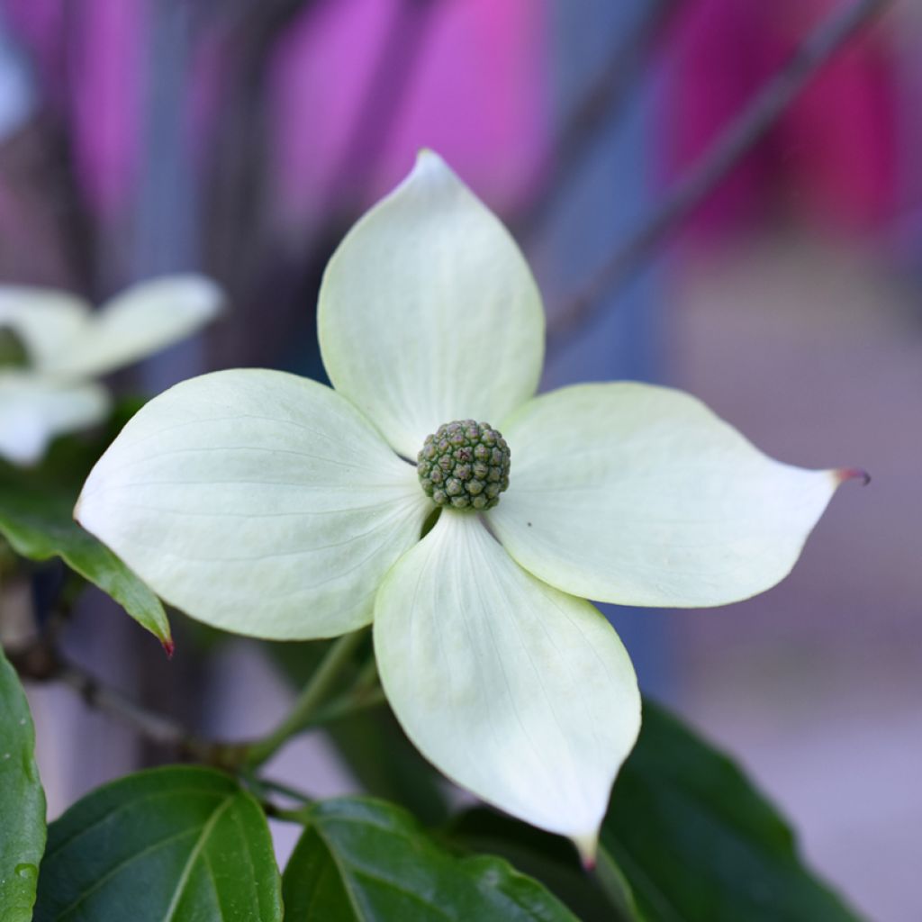 Cornus kousa Teutonia - Flowering Dogwood