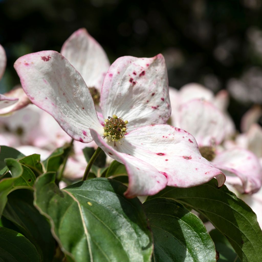 Cornus kousa Teutonia - Flowering Dogwood