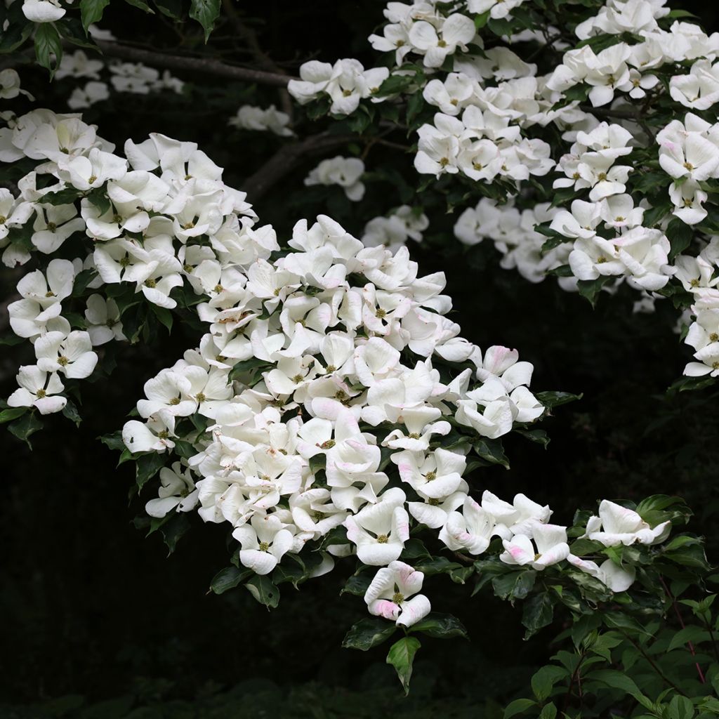 Cornus Venus - Flowering Dogwood