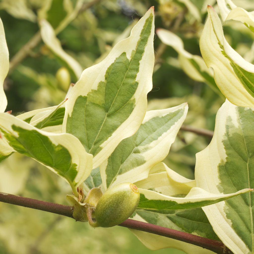 Cornus mas Variegata