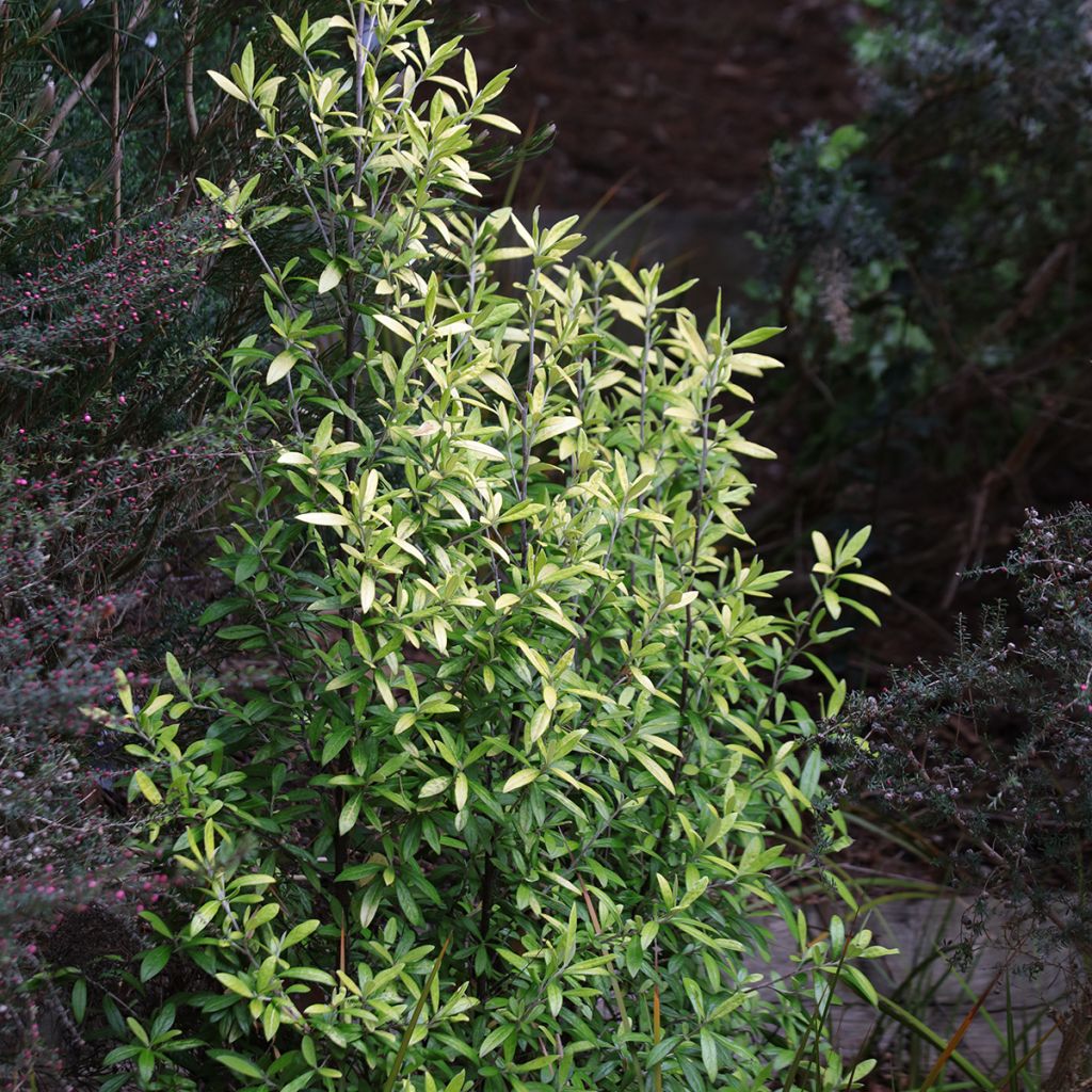 Corokia virgata Banana Royal