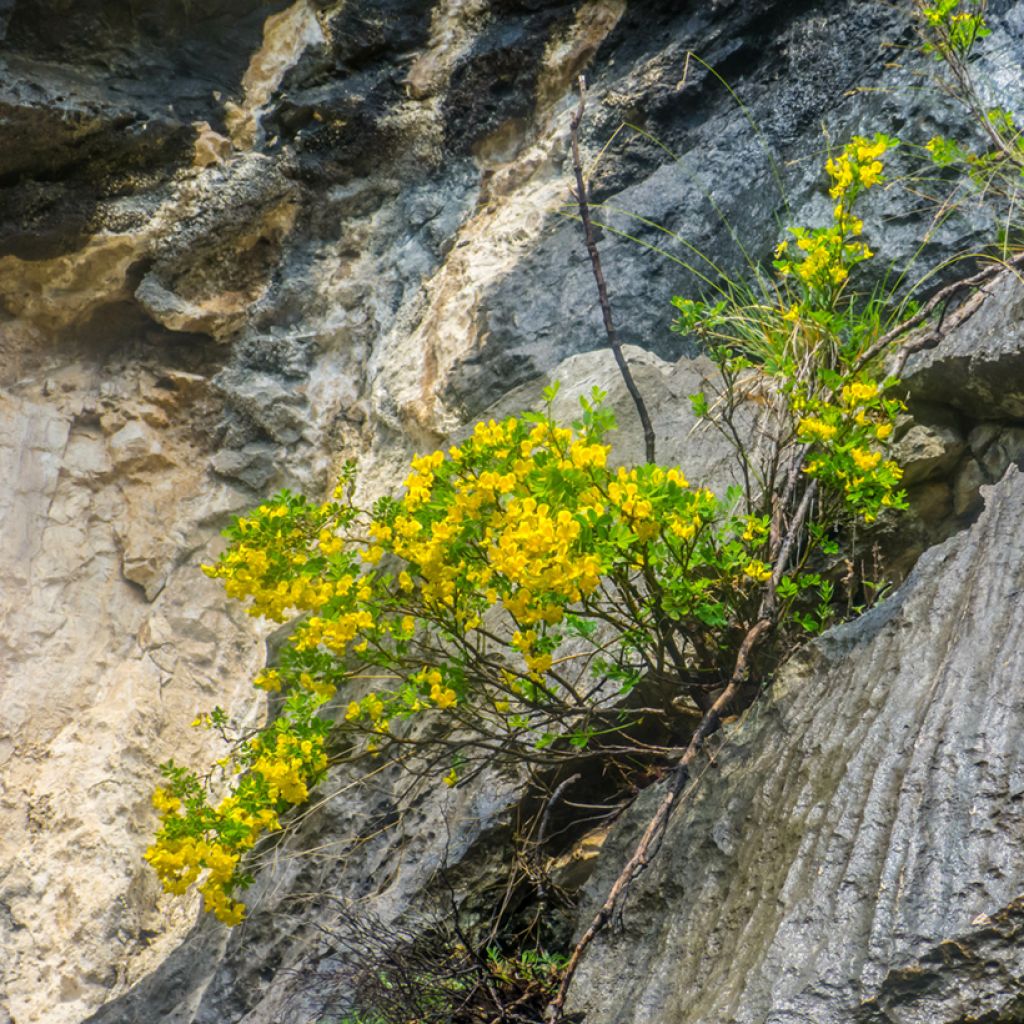 Hippocrepis emerus