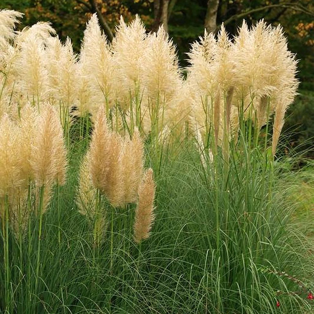 Cortaderia selloana Mini Gold Pampas - Herbe de la pampa