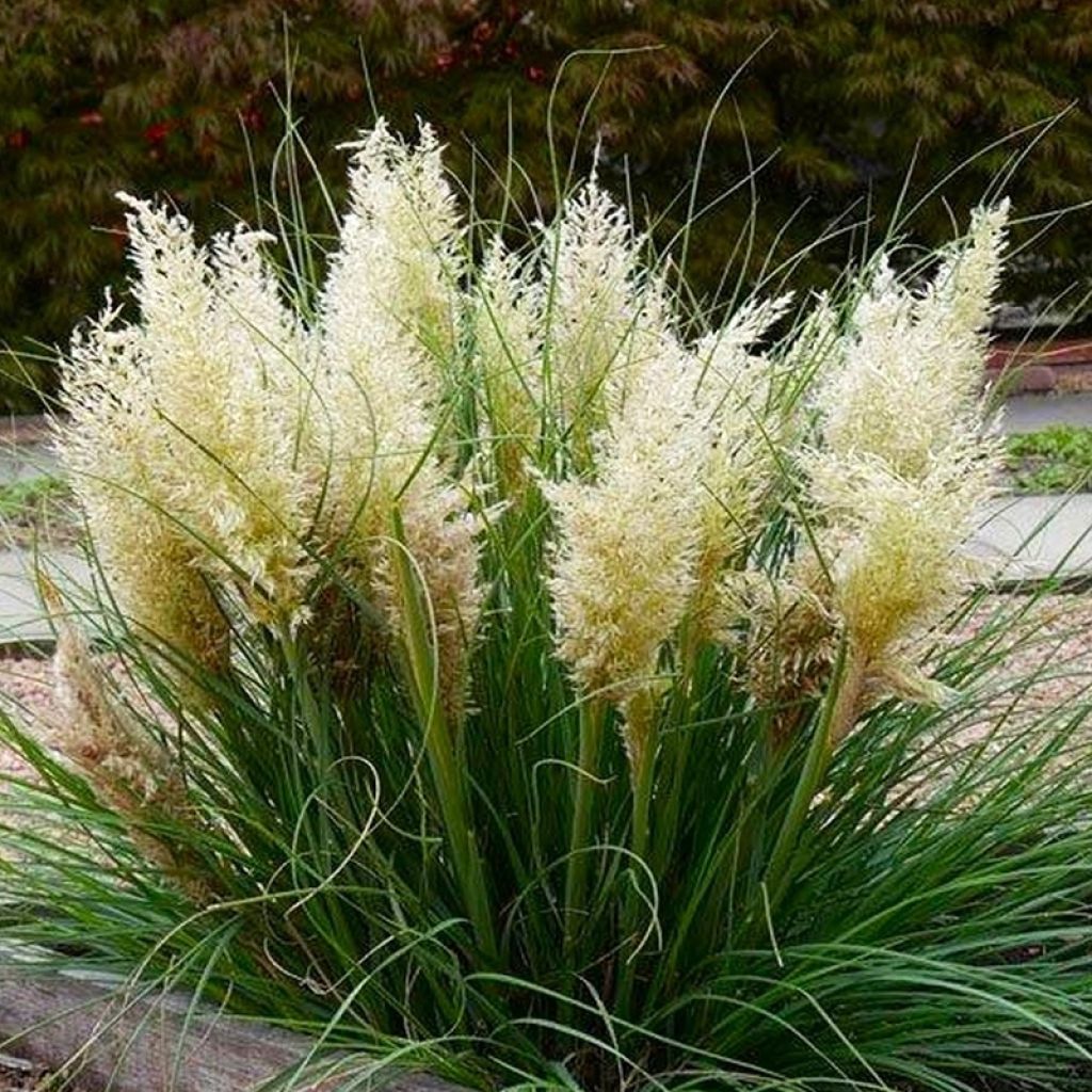 Cortaderia selloana Tiny Pampa - Herbe de la pampa