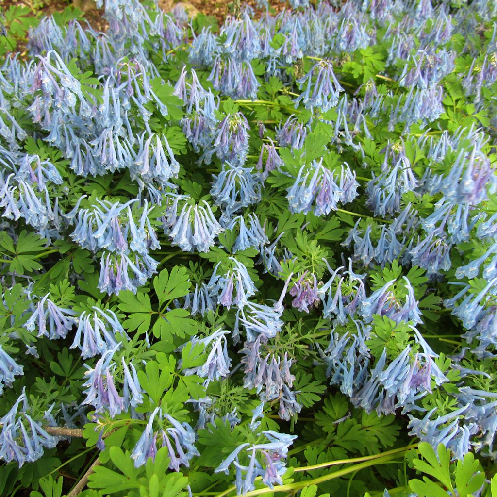 Corydale, Corydalis elata, Fumeterre