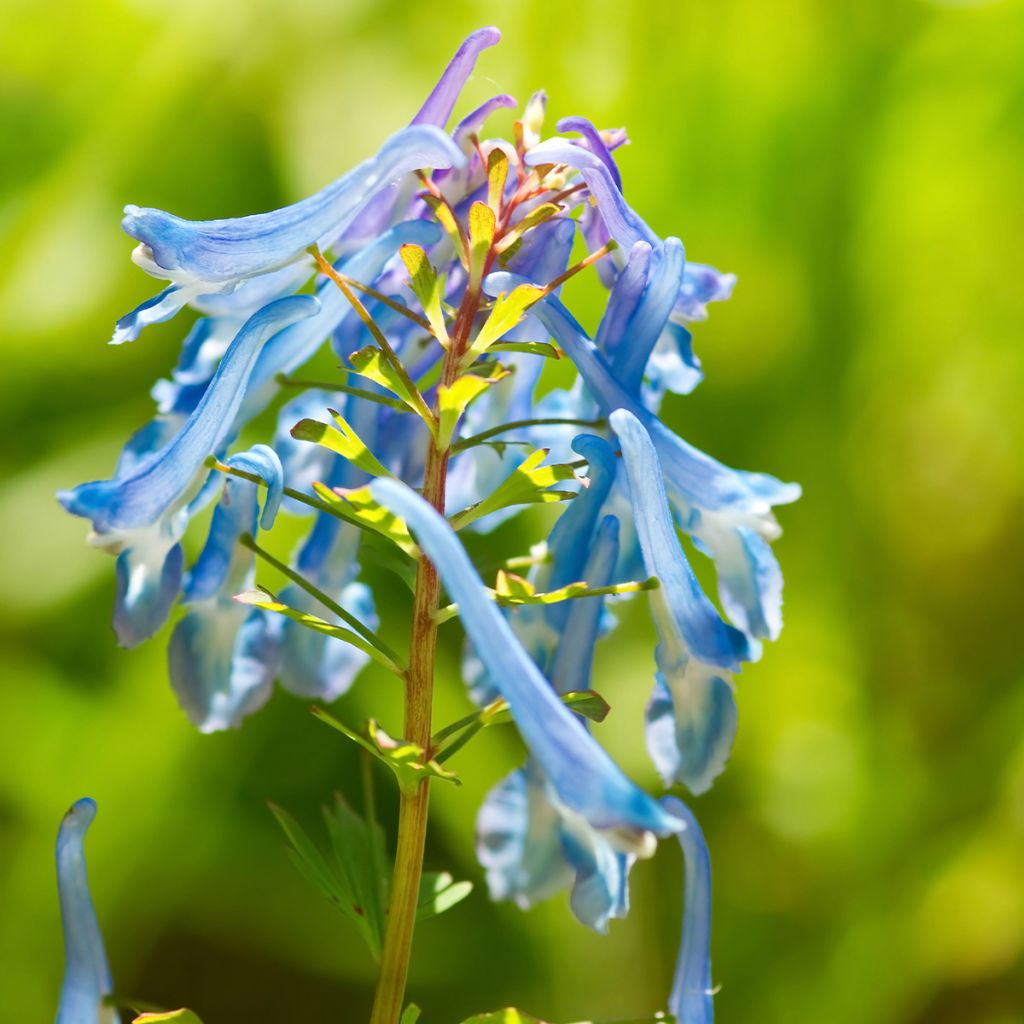 Corydale, Corydalis elata, Fumeterre