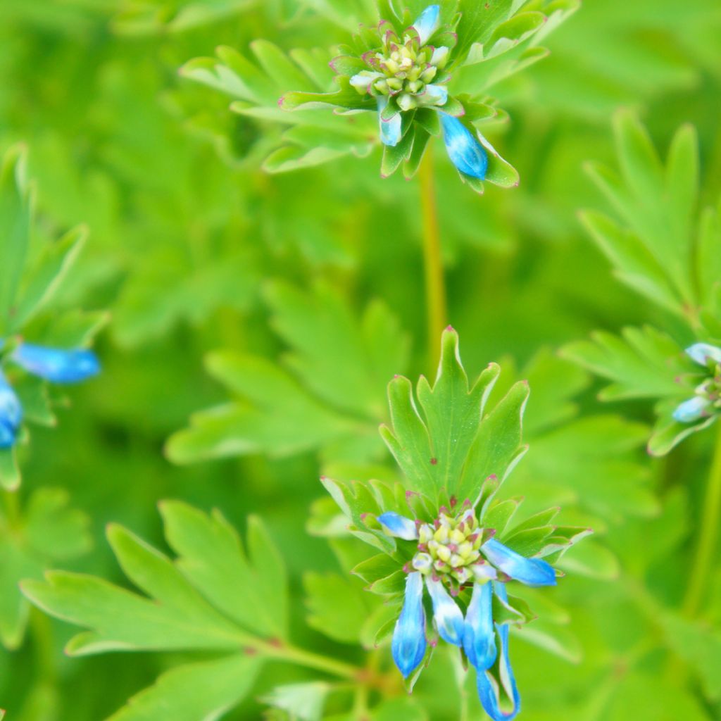 Corydale, Corydalis elata, Fumeterre