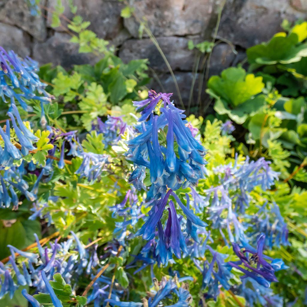 Corydalis elata